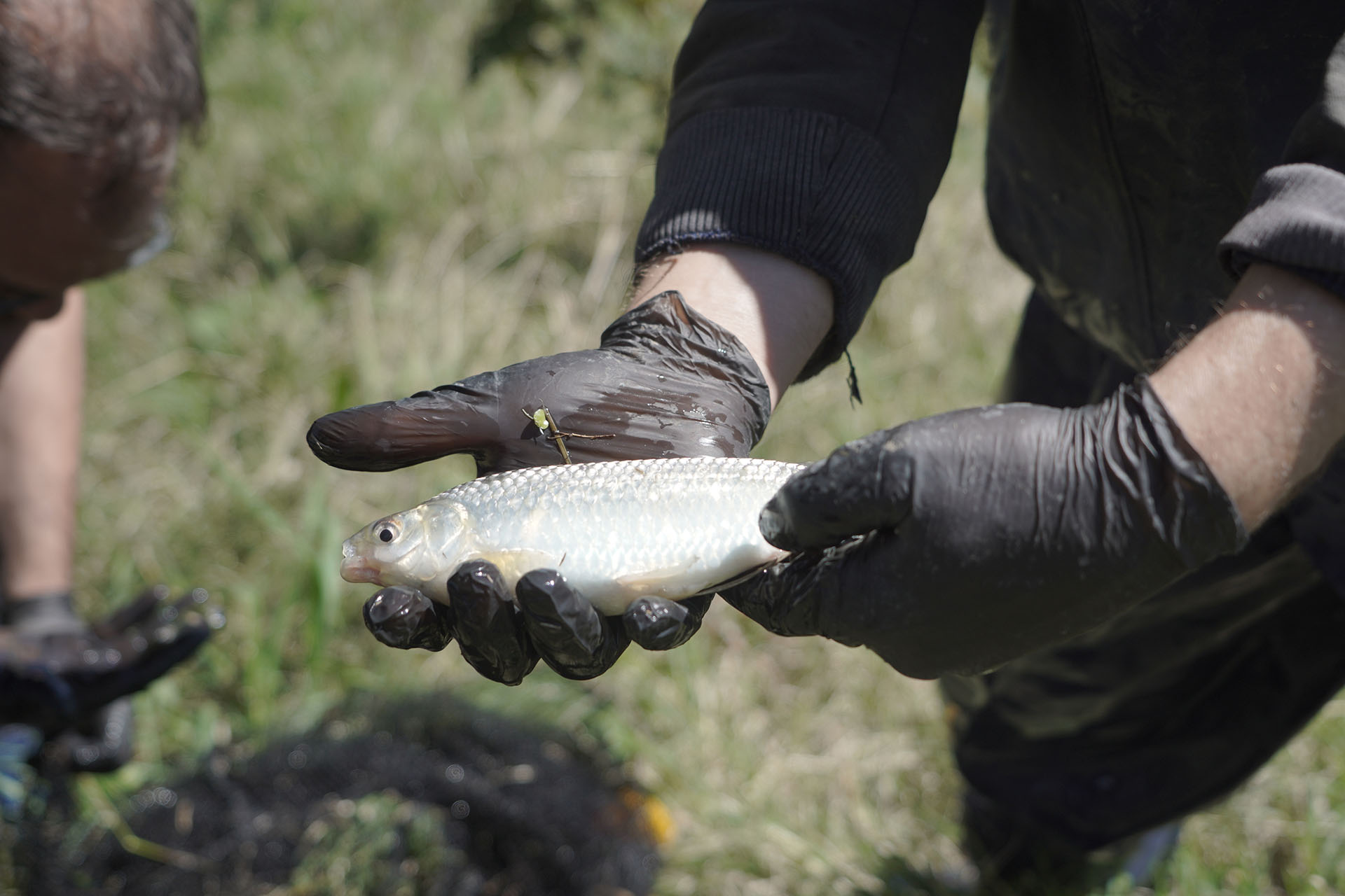 Comenzamos un nuevo estudio de peces de la Cuenca