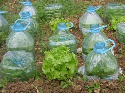 huerta agroecologica