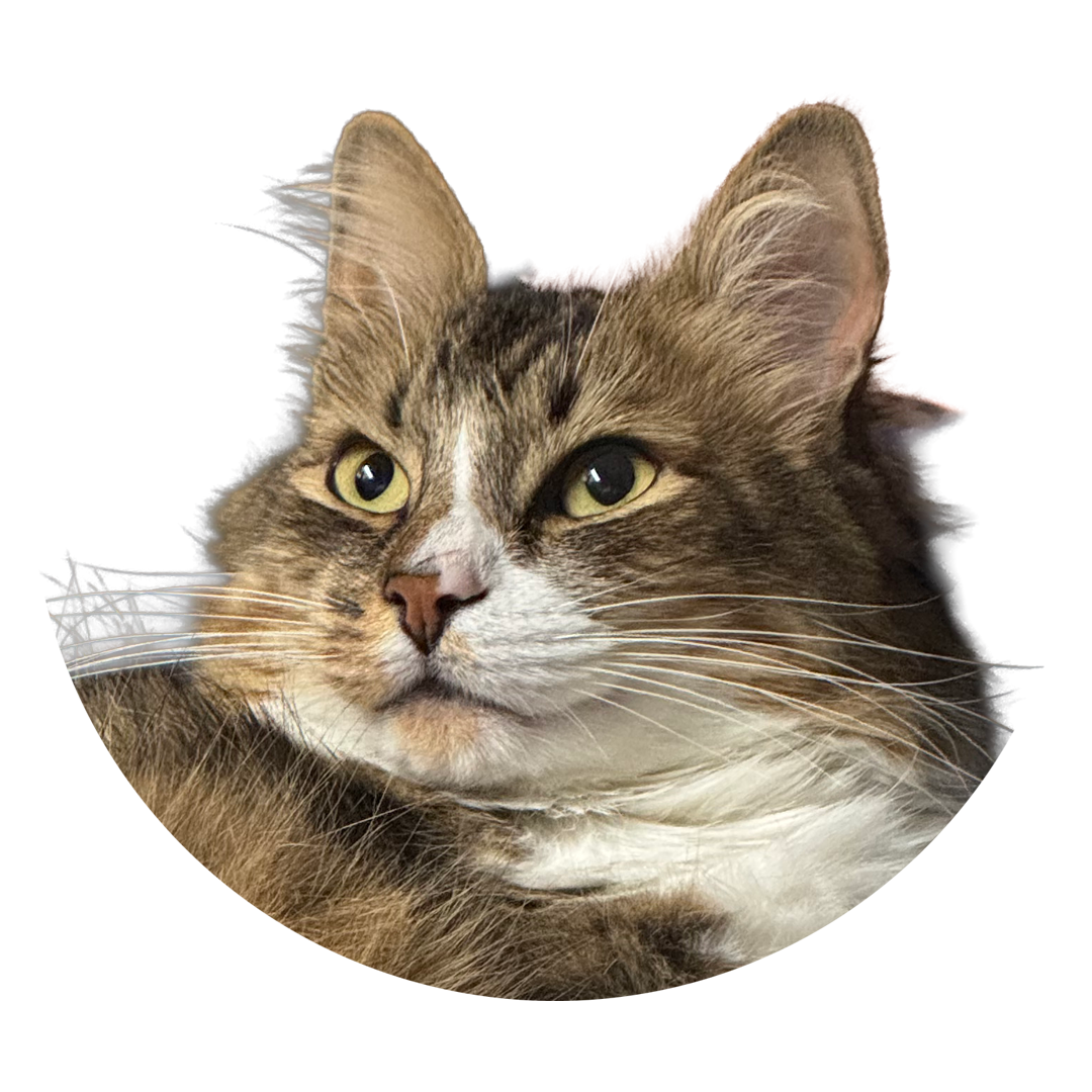 Foto de mi gatito marron Dobby