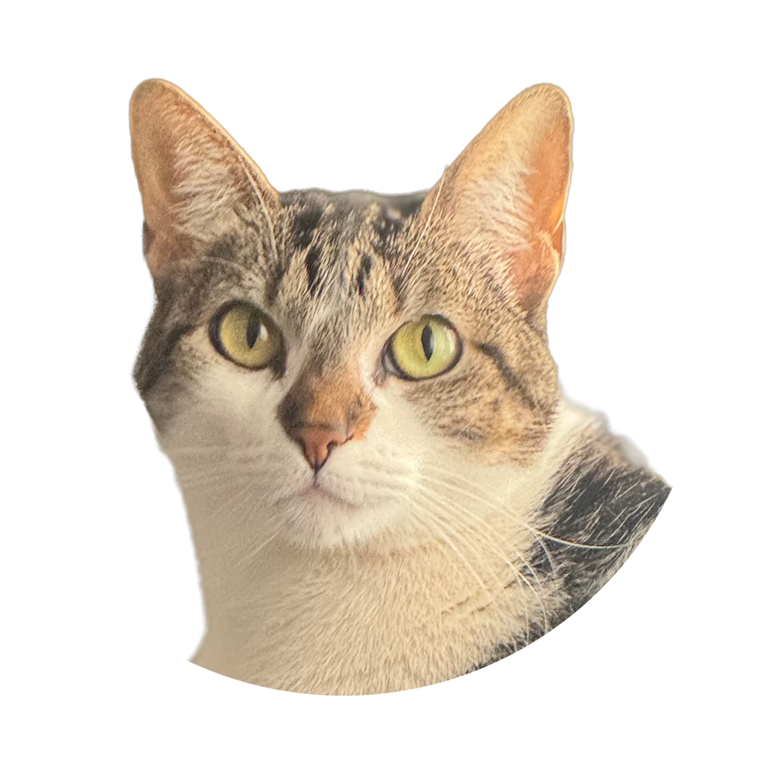 Foto de mi gatita gris Ginny