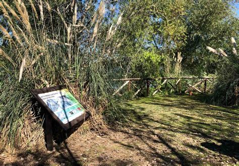 Bosque de transición