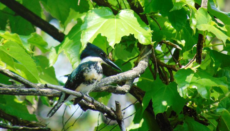 Fauna Costanera Norte