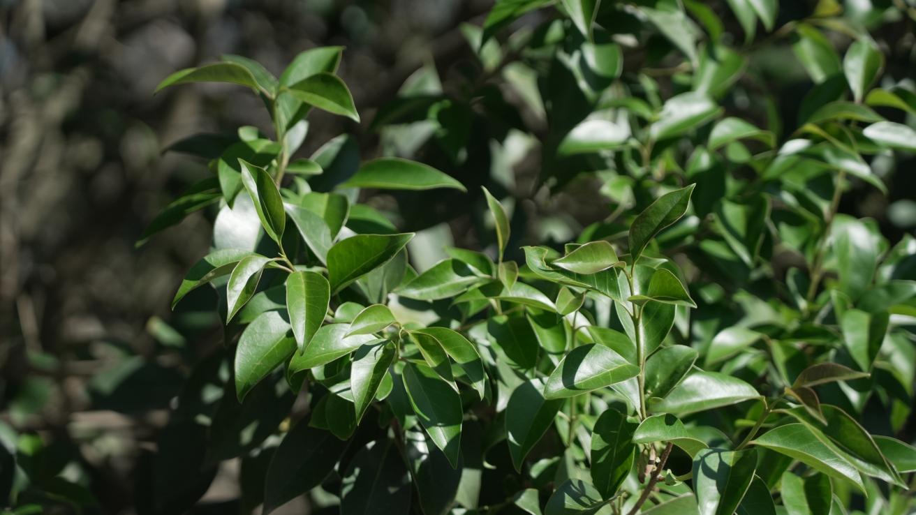 Vivero de especies nativas